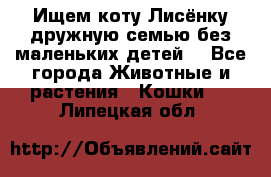 Ищем коту Лисёнку дружную семью без маленьких детей  - Все города Животные и растения » Кошки   . Липецкая обл.